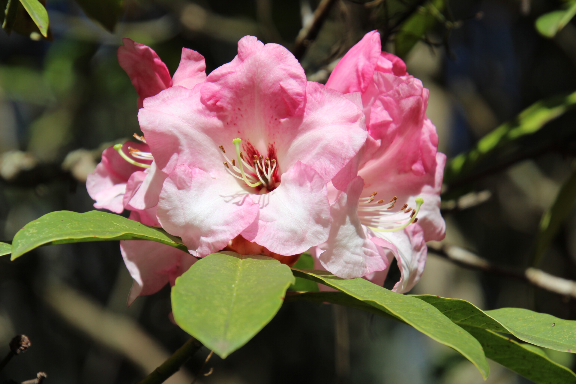 Gorgeous flowers at every turn