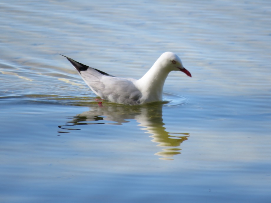 Seagull on Myall Lakes