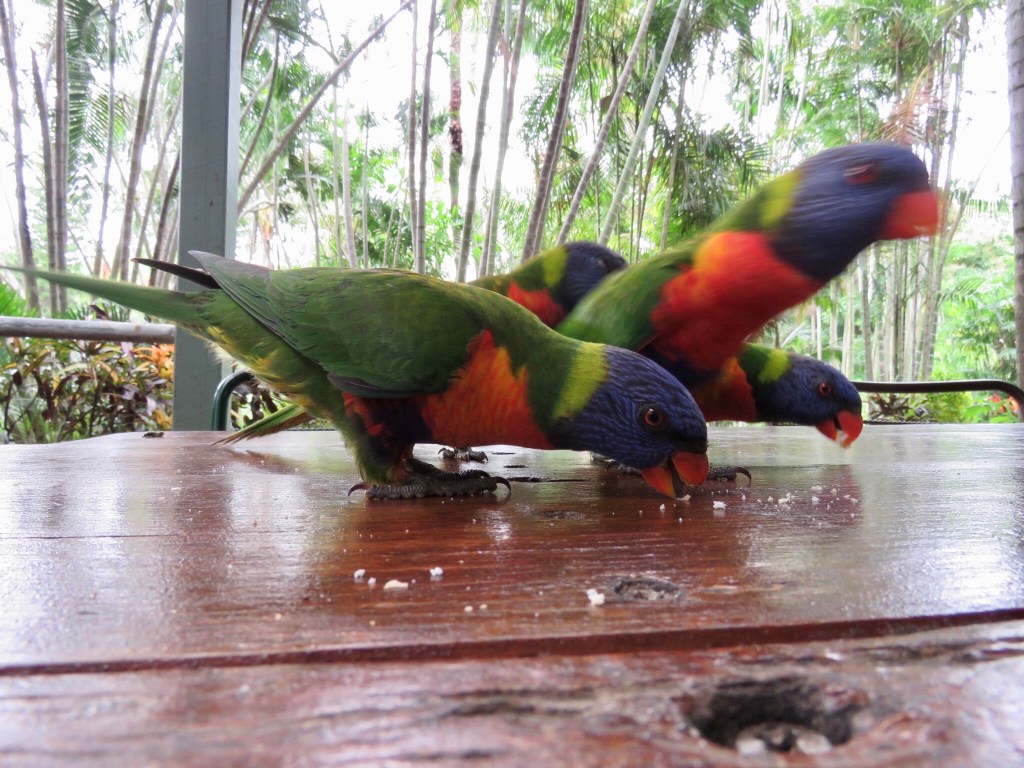 Rainbow lorikeets at Rockhampton Botanic Gardens