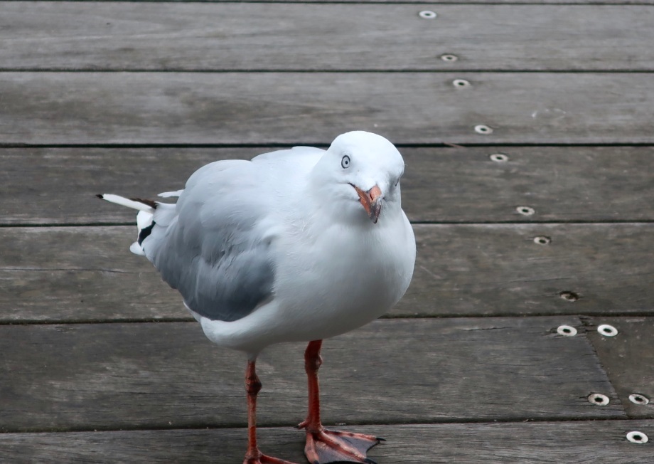 An expectant seagull, Docklands