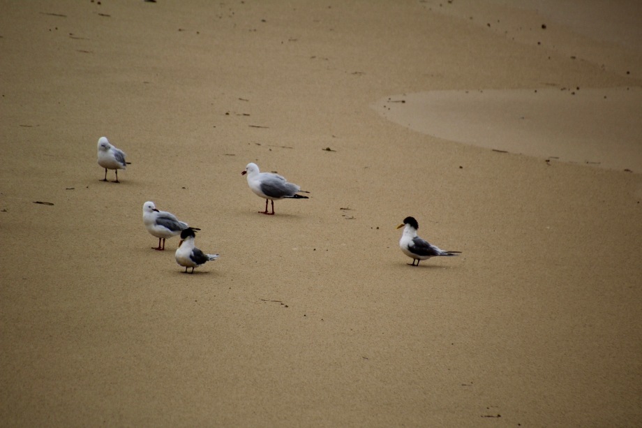 Crested terns and silver gulls, Newcastle