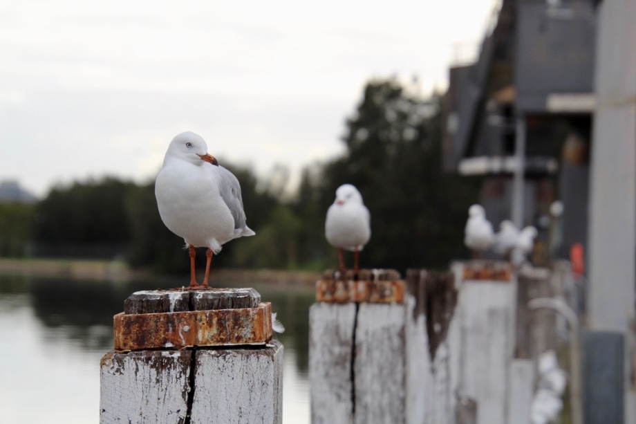 Seagulls on Parramatta River, Newington
