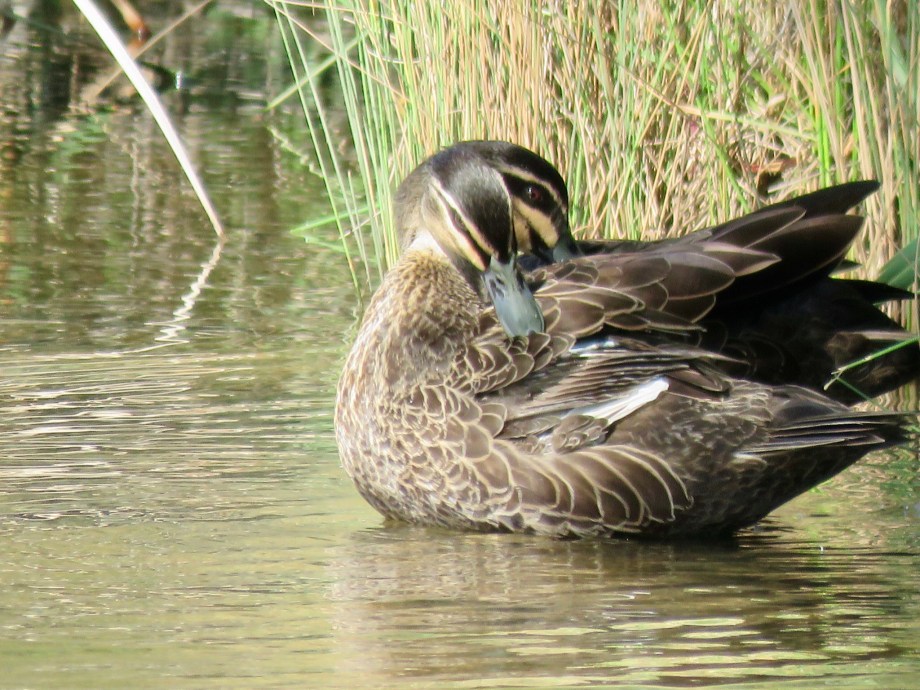 Pacific Black Duck (Anas superciliosa)