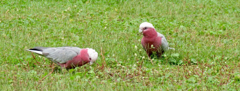 Pair of galahs