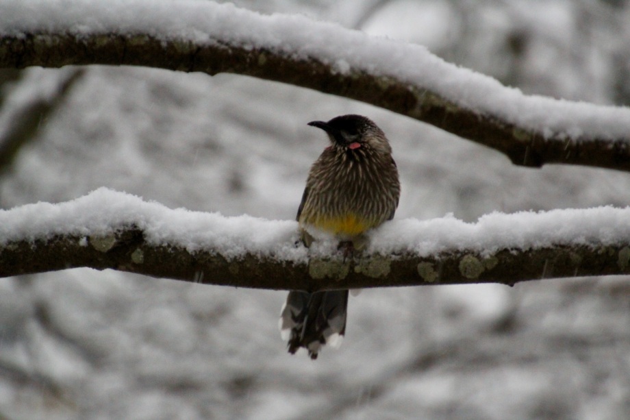 Red wattlebird in the snow