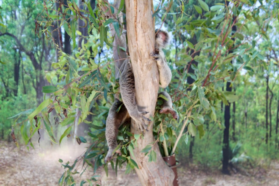 Koala at Wildlife Sydney Zoo