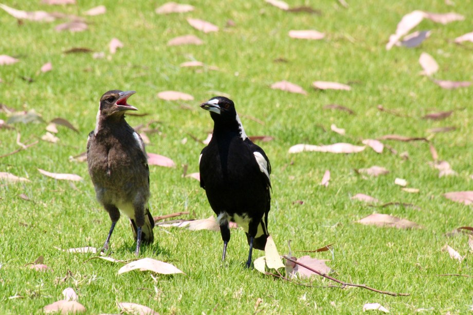 Australian Magpies (Gymnorhina tibicen)