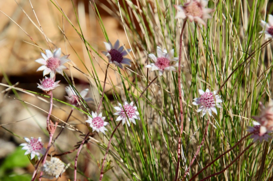 Pink flannel flower (ActinotusForsythii)