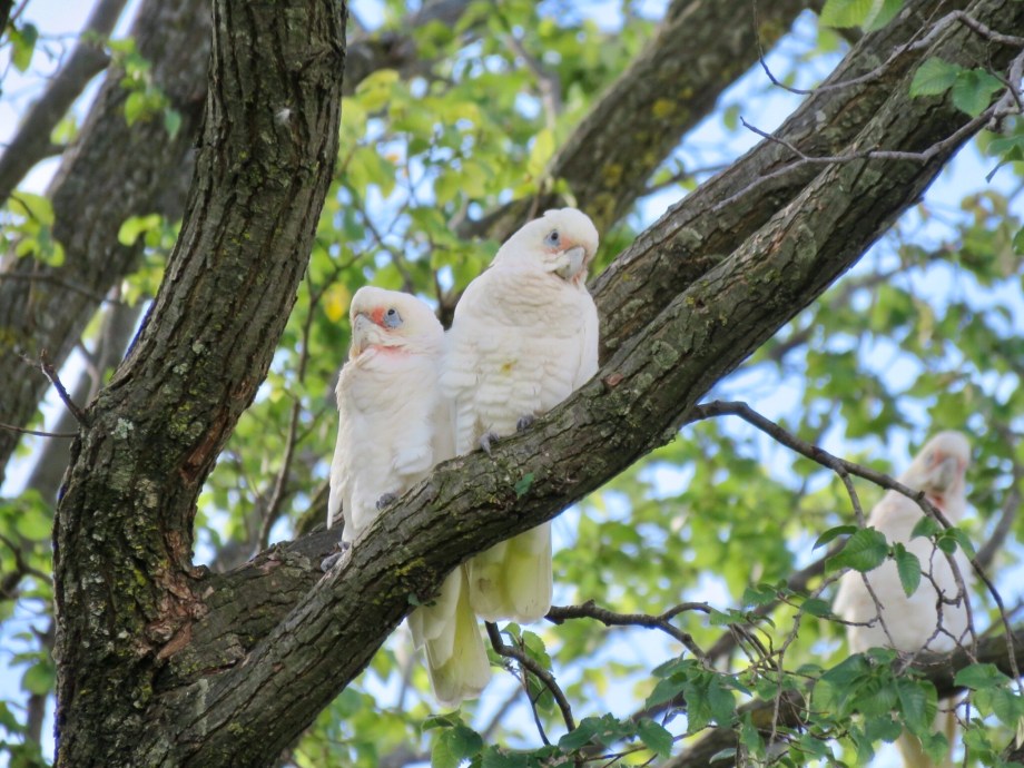 Little Corella (Cacatua sanguinea)