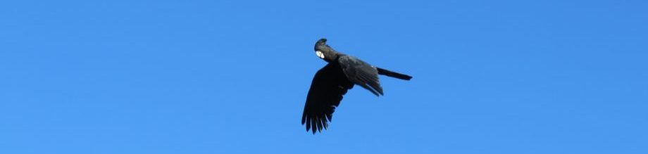 Red-tailed black cockatoo in flight