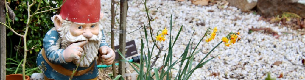 The shushing gnome peering amongst winter blooms
