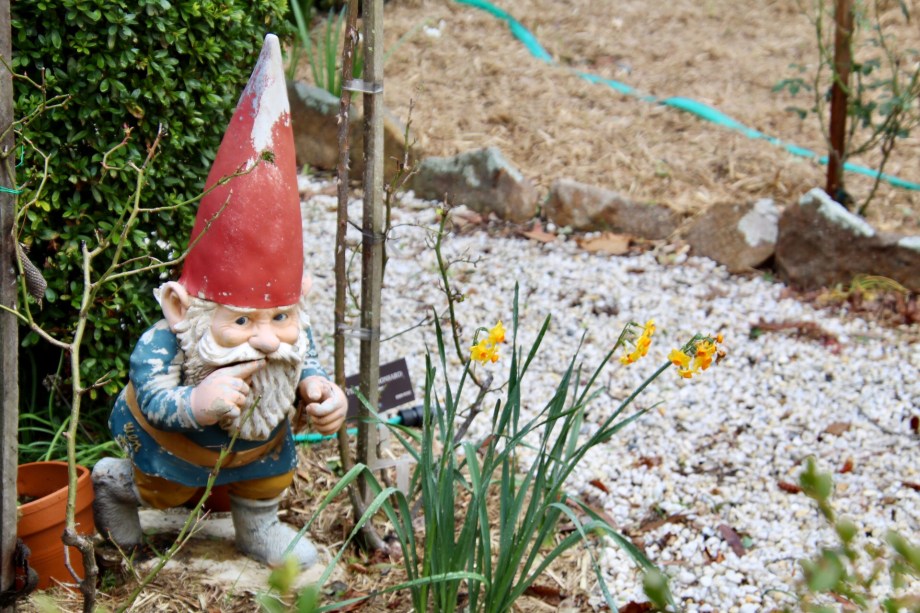The shushing gnome peering amongst winter blooms