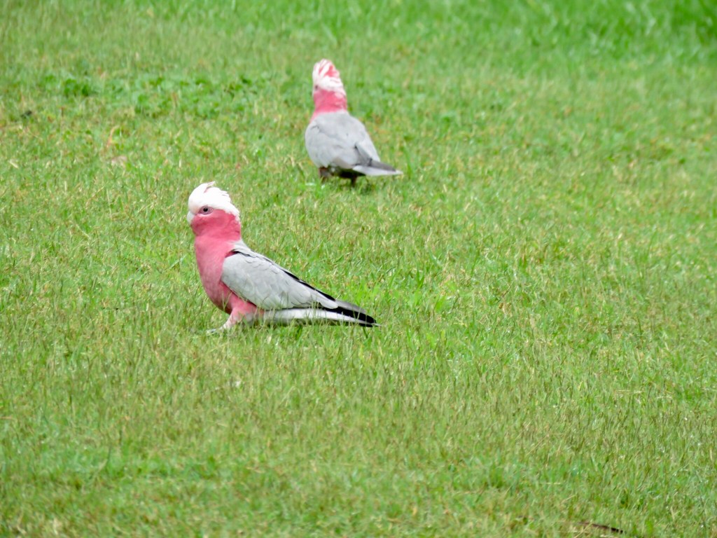 A pair of galahs together at the Lane Cove National Park, Sydney