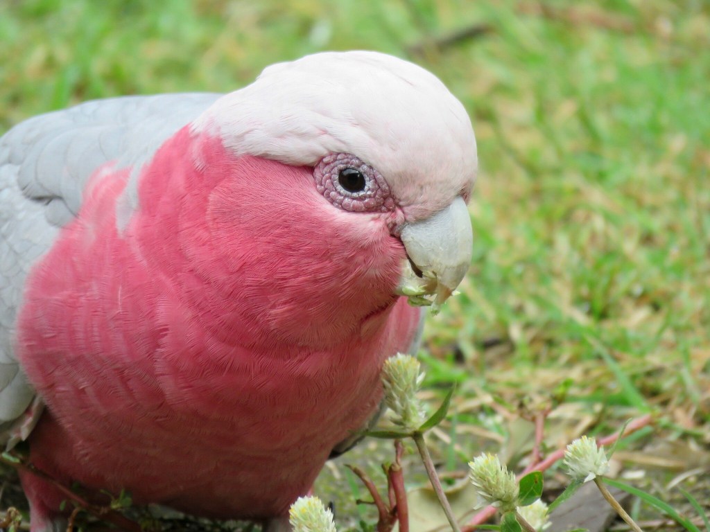 Male galah with dark brown irises.