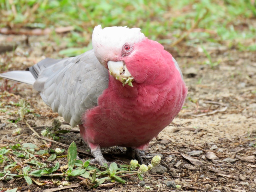 Female galah, distinguished by her pinkish-red irises.