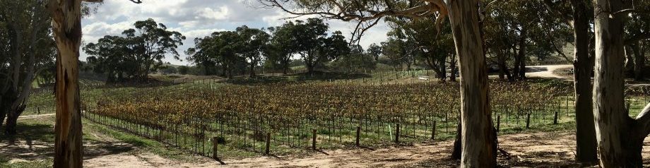 Vineyard at Angaston, SA