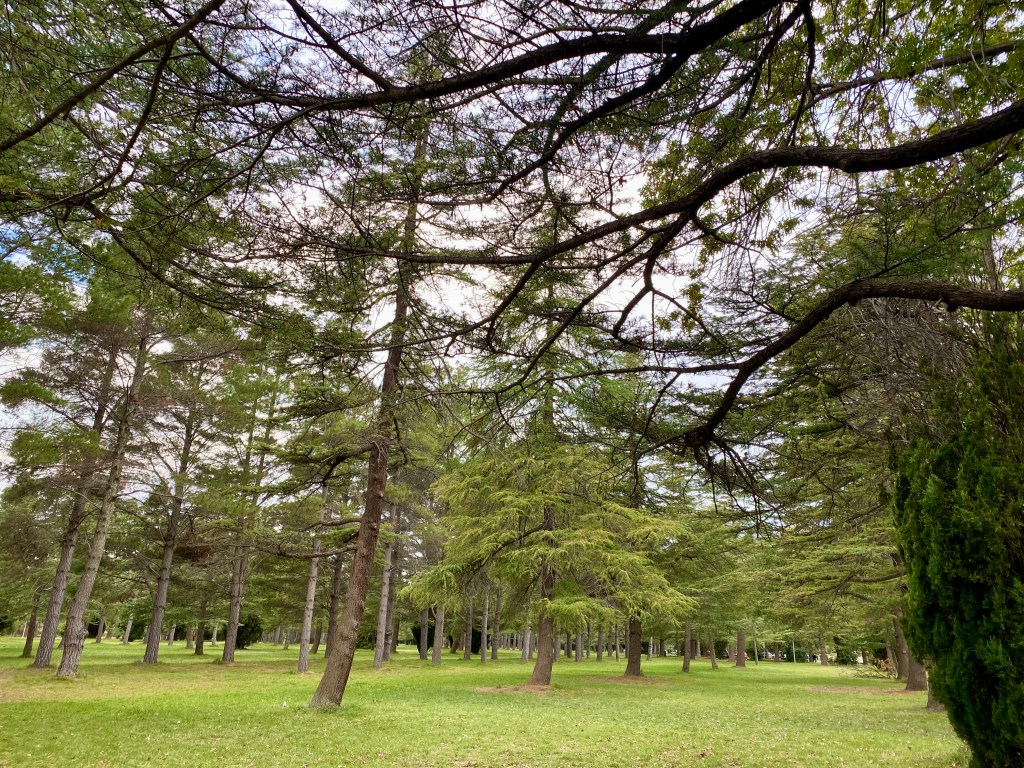 Haig Park, Canberra
