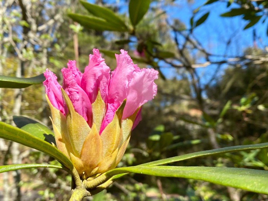 Rhododendron bloom