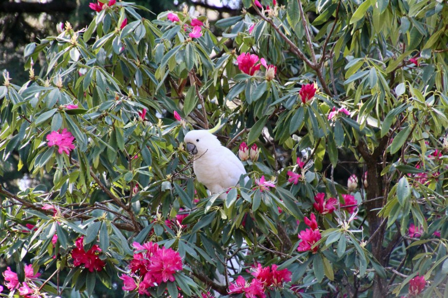 Sulphur-crested Cockatoo (Cacatua galerita) enjoying the rhododendron flowers