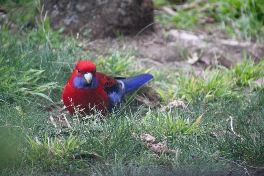 Crimson Rosella (Platycercus elegans)
