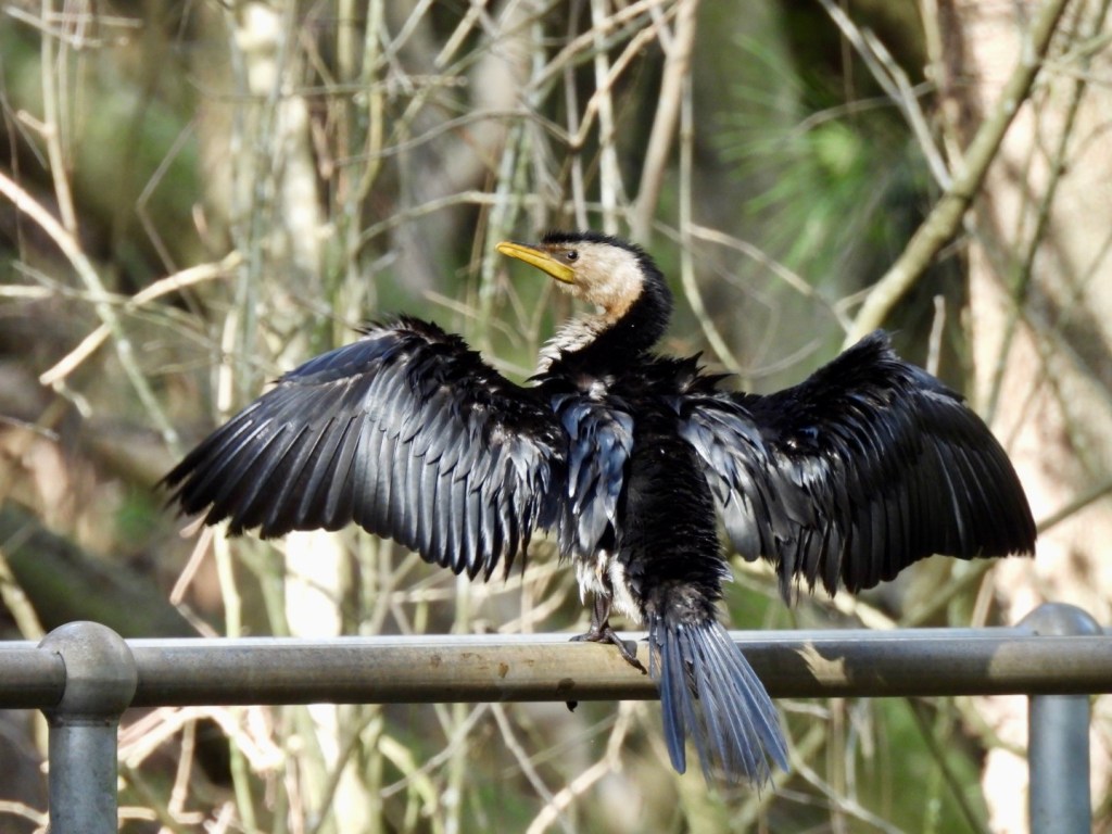 Little Pied Cormorant, Field of Mars Reserve