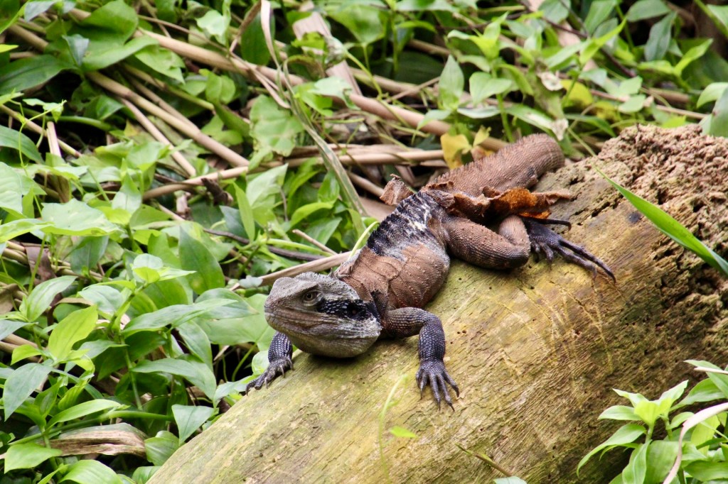 Eastern Water Dragon alongside Buffalo Creek, Field of Mars Reserve