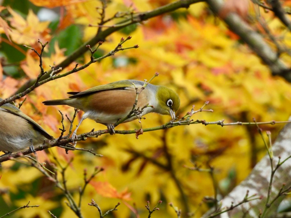 Silvereyes finding food