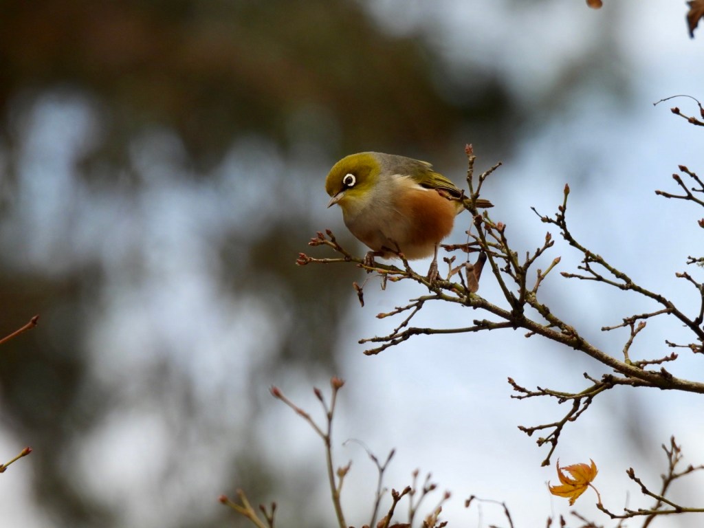 Silvereye in the maple tree