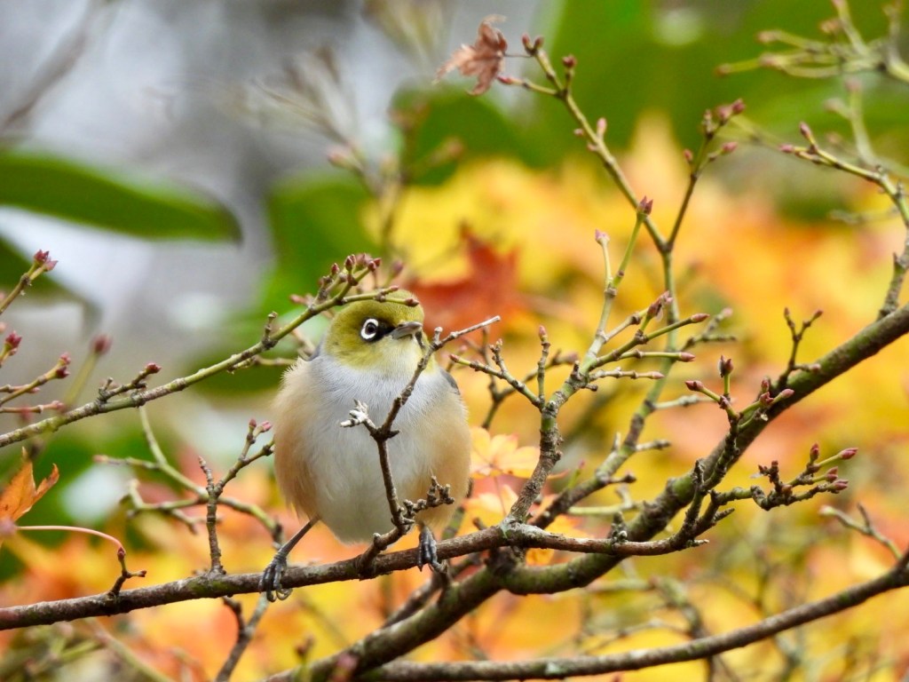 Silvereye in the maple tree