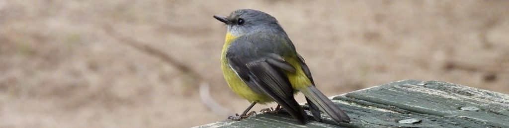 Eastern Yellow Robin