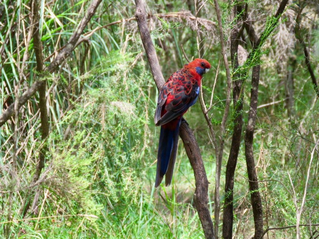 Older crimson rosella at Wentworth Falls Lake