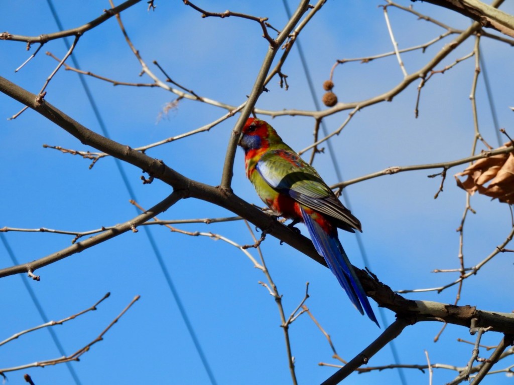 Immature crimson rosella (moulting)