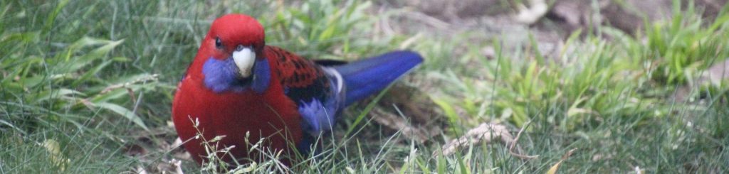 Crimson rosella in the garden