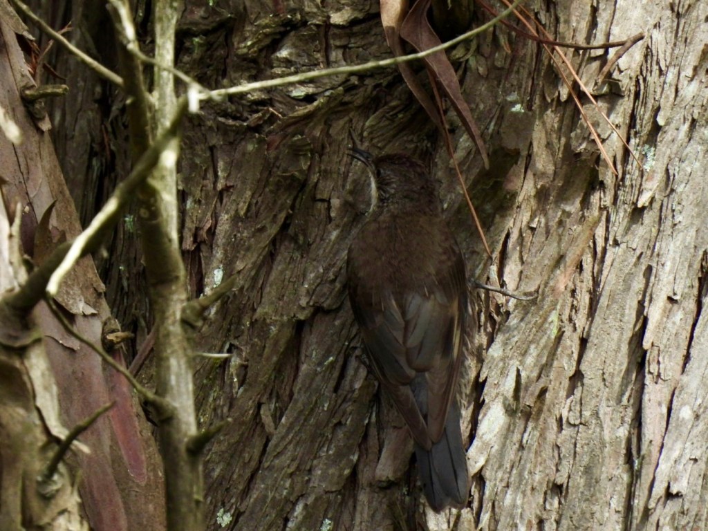 White-throated treecreeper camouflaged against tree trunk