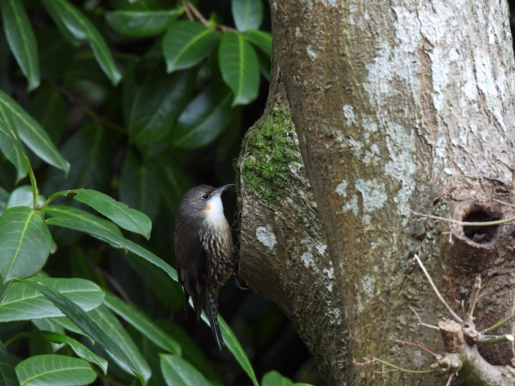 White-throated treecreeper (female) in the garden