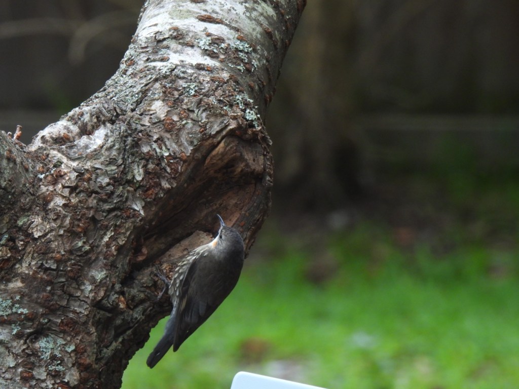 White-throated treecreeper (female) looking for food