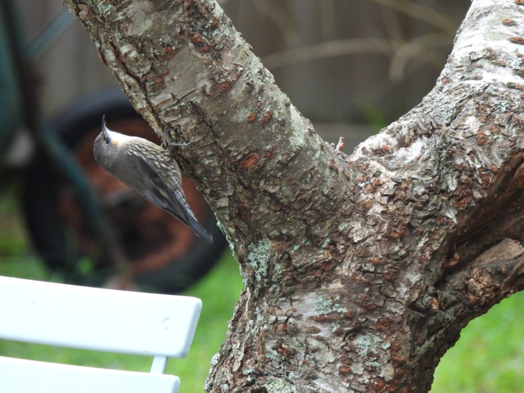 White-throated treecreeper (female)