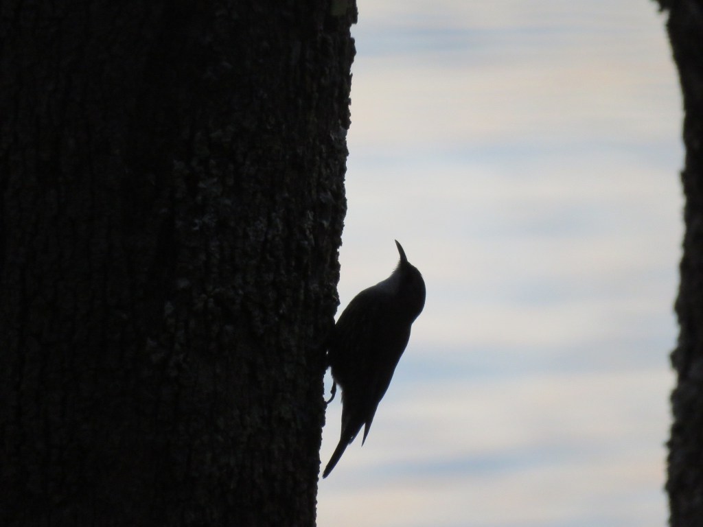 White-throated treecreeper silhouetted against a tree trunk