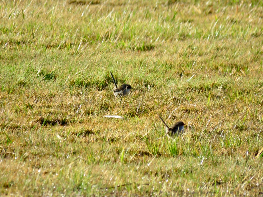 Pair of Superb Fairy-wrens at Tamar River, Launceston, Tasmania