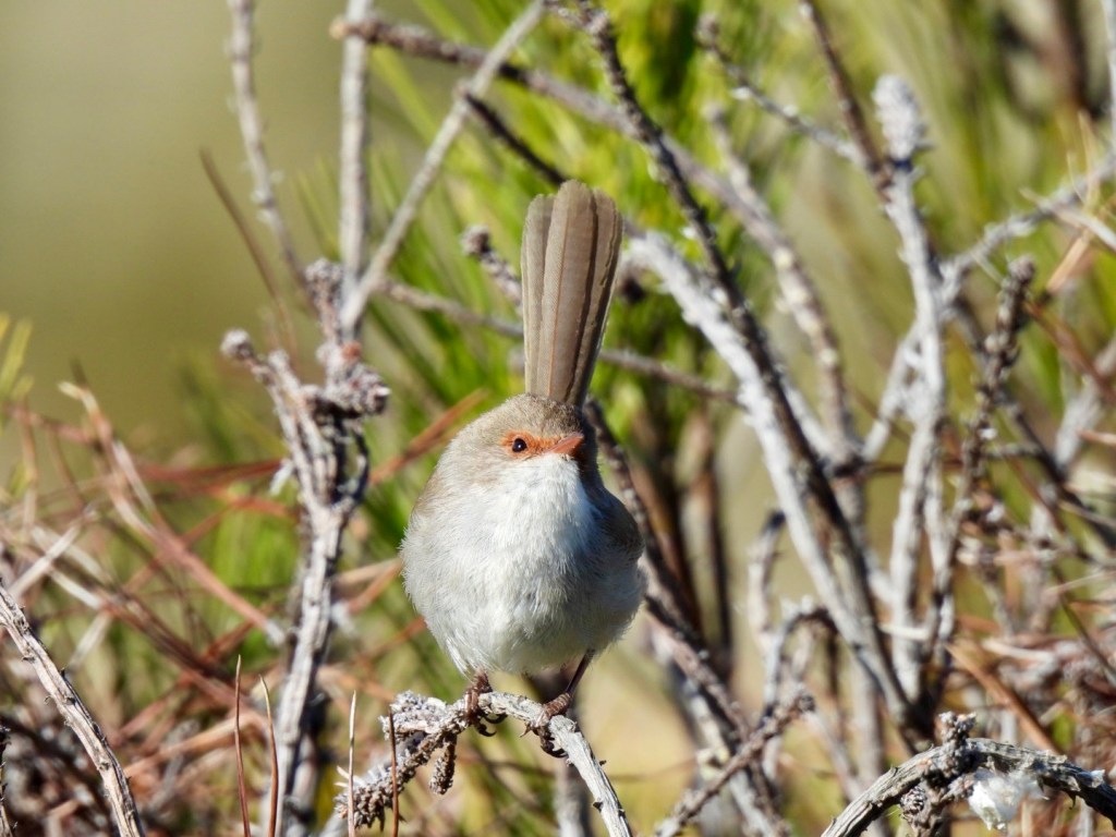 Female Superb Fairy-wren at National Arboretum, ACT