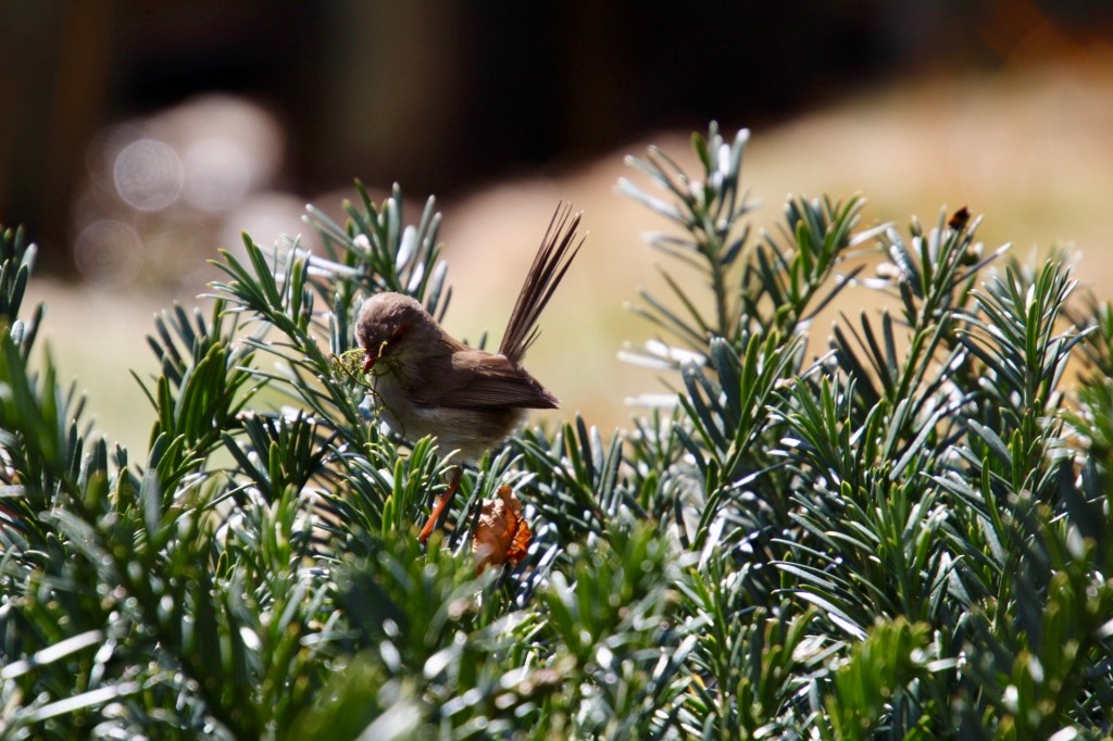 Female Superb Fairy-wren at Blue Mountains Botanic Gardens, Mount Tomah with nest material