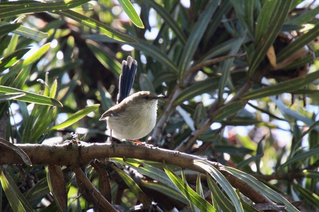 Male Superb Fairy-wren at Blue Mountains Botanic Gardens, Mount Tomah