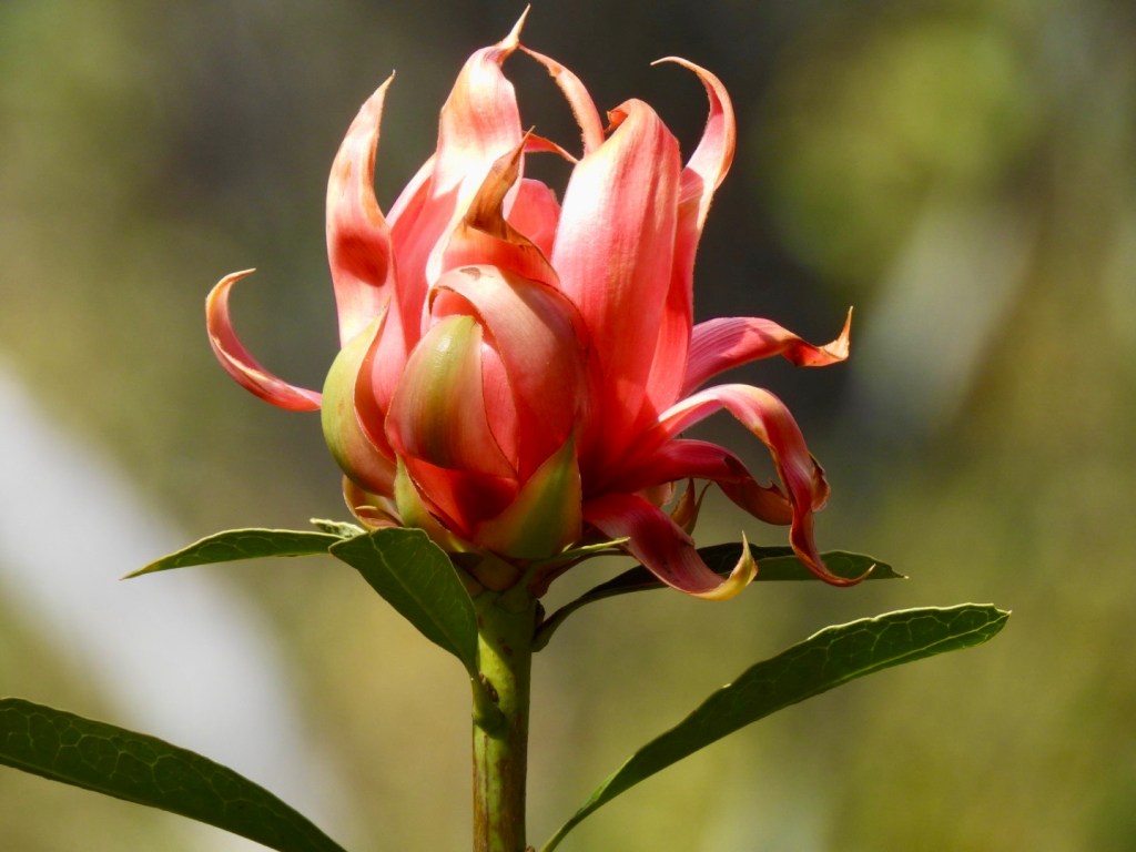 Unfurling Waratah