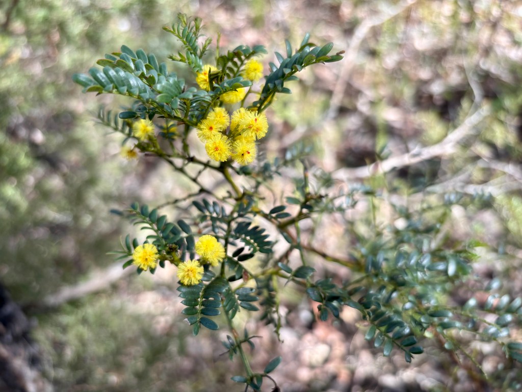 Bright blaze of wattle along the walking track