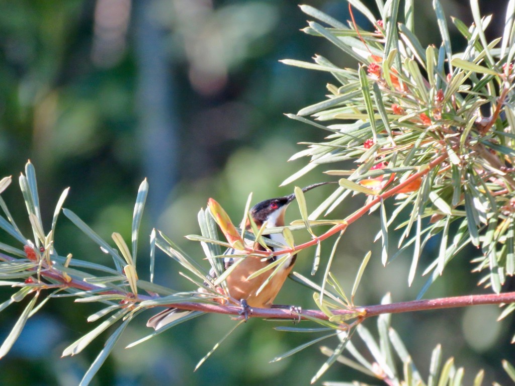Eastern spinebill feeding at Blue Mountains Botanic Gardens, Mount Tomah