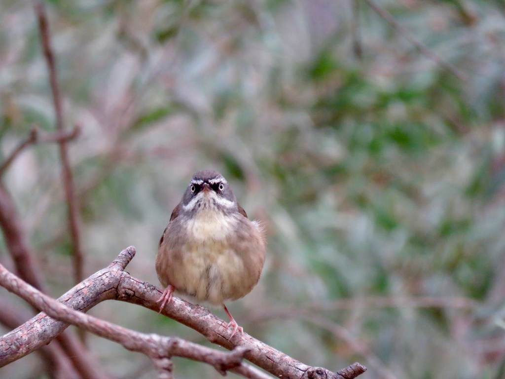 White-browed scrubwren (Sericornis frontalis) at Wonga Wetlands