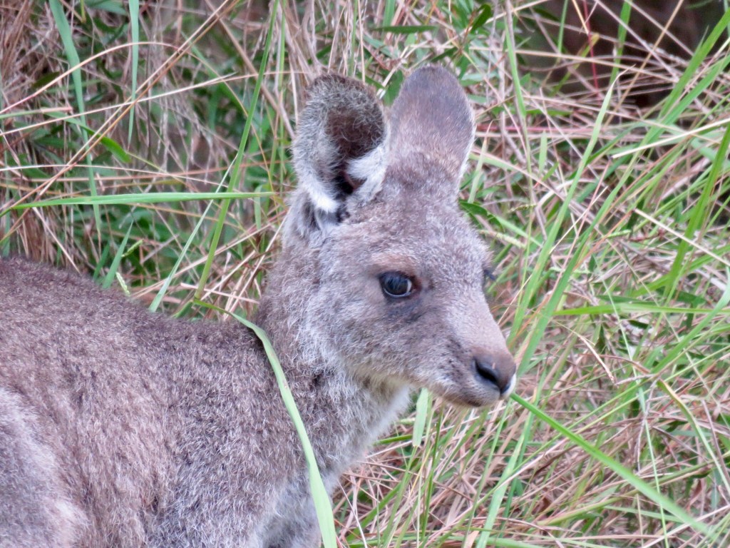Eastern Grey Kangaroo (Macropus giganteus) at Wonga Wetlands