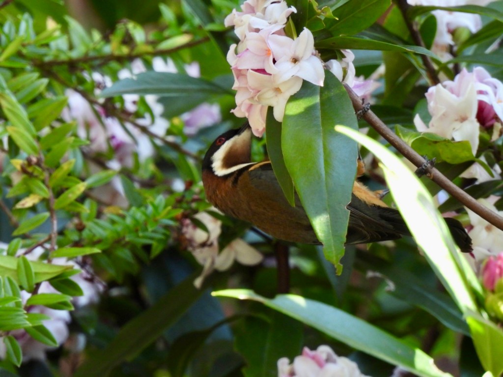 Eastern Spinebill in the daphne shrub