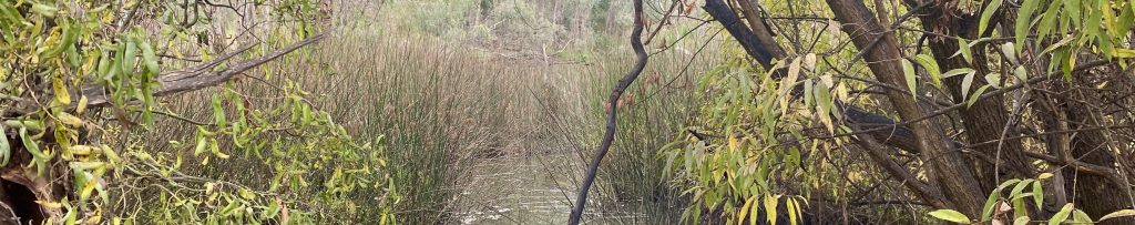 Wonga Wetlands views
