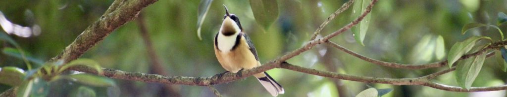 Eastern Spinebill at The Blue Mountains Botanic Gardens, Mount Tomah